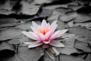 water-lily-1510707_1920-300x200